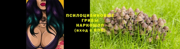 крисы Бородино